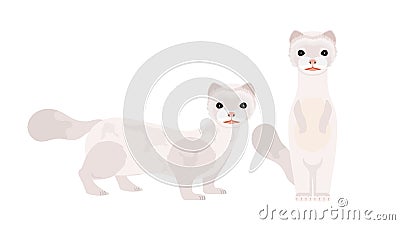 White mink. Mink in a flat style. Isolated, vector. Vector Illustration