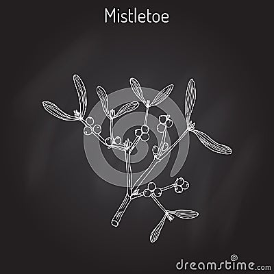 White mistletoe Viscum album Vector Illustration