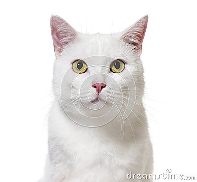 White mixed-breed cat facing at the camera(2 years old), isolate Stock Photo