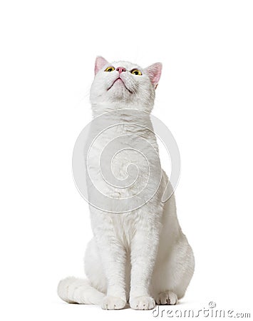 White mixed-breed cat looking up2 years old Stock Photo