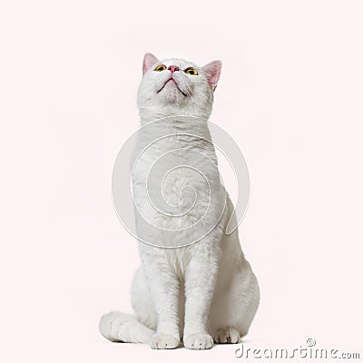 White mixed-breed cat looking up 2 years old Stock Photo