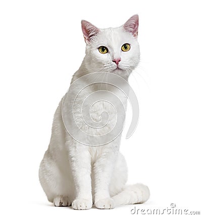 White mixed-breed cat 2 years old, isolated Stock Photo