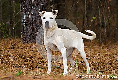 White mixed breed dog adoption photo, Walton County Animal Control Stock Photo