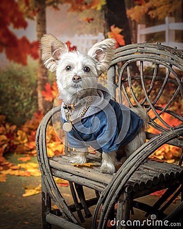 White Mixed Breed dog in a outdoor fall setting Stock Photo