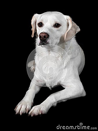 White Mixed-Breed Looks at Viewer Stock Photo