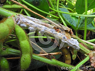 White mold or sclerotium stem rot (Sclerotinia sclerotiorum) and some sclerotia on soybean stem. Stock Photo
