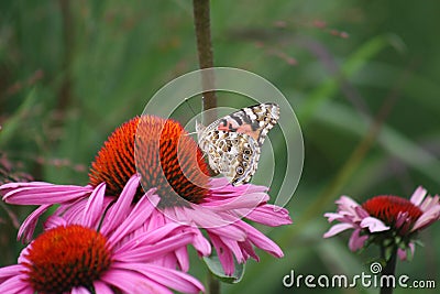 White Monarch on a Coneflower 2019 Stock Photo