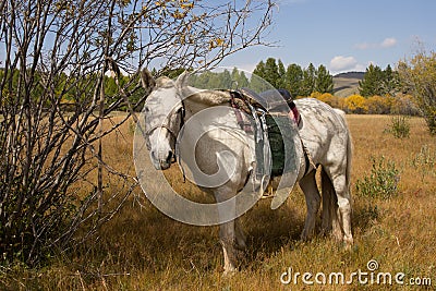 White Mongolian horse tied to a tree. Stock Photo