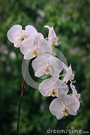 White moon orchid flower with green bokeh background Stock Photo