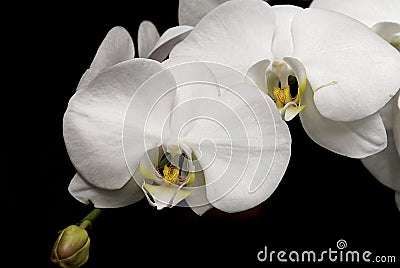 White moon orchids Stock Photo