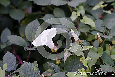 White moonflower blooming in summer Stock Photo