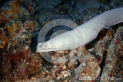 White moray eel close up. Underwater photography Stock Photo