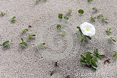 White Morning Glory Beach Flower Stock Photo