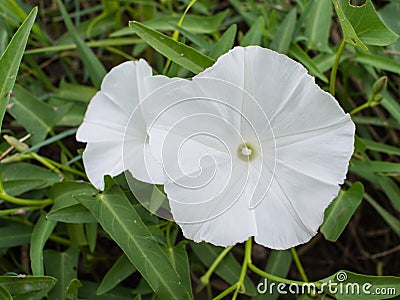 White Morning Glory Flowers Stock Photo