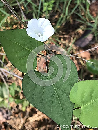 White Morning Glory Wildflower Ipomea Alba Stock Photo