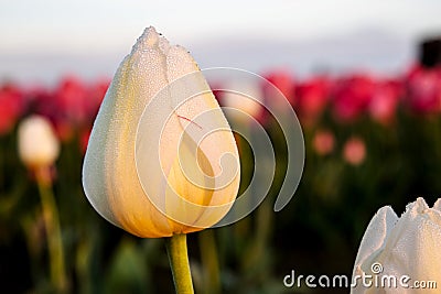 White Morning Tulip Stock Photo