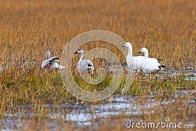 White-morph snow geese couple and two juveniles foraging in muddy grasses Stock Photo