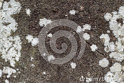 White moss on dark stone texture photo. Ancient stone background. Weathered rock relief. Stock Photo