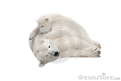 White mother bear with her cub playing on white Stock Photo