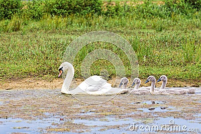 White mother swan swimming in line with youngs Stock Photo