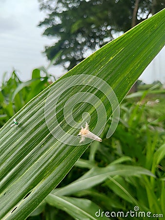 moths and small insects are on the leaves of the corn plant Stock Photo