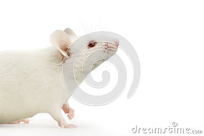 White Mouse Stock Photo