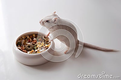 White mouse (rodent) Stock Photo