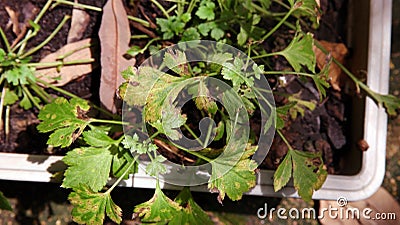 White mugwort, leaf blight from pathogen, plant disease Stock Photo