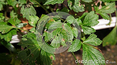 White mugwort, leaf blight from pathogen, plant disease Stock Photo