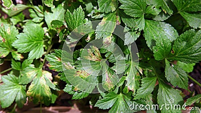 White mugwort, leaf blight from pathogen, plant disease Stock Photo