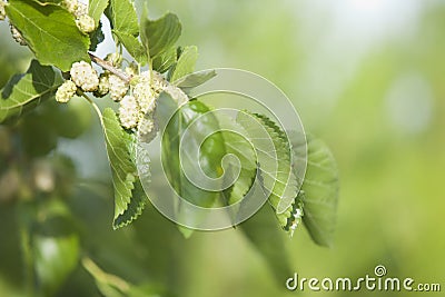 White mulberry fruits Stock Photo