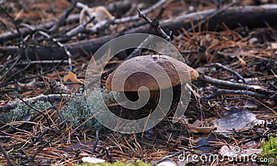 White mushroom - boletus Stock Photo