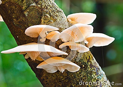 White mushroom Stock Photo