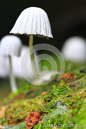 White mushroom Stock Photo