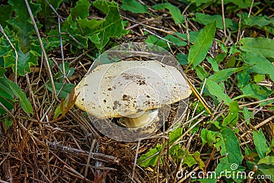 White mushroom close-up on the ground Stock Photo