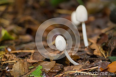 Mushroom Coprinellus Stock Photo