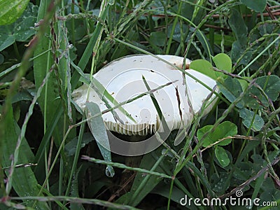 White mushroom on a green meadow Stock Photo
