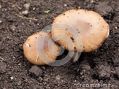 white mushroom on a ground Stock Photo
