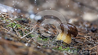 white mushroom growing in the forest, photo using the focus stack, very high quality Stock Photo