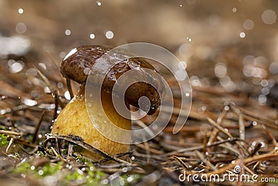 white mushroom growing in the forest, photo using the focus stack, very high quality Stock Photo