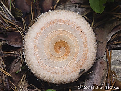 White mushroom Lactarius resimus in wet forest close-up, selective focus, shallow DOF Stock Photo