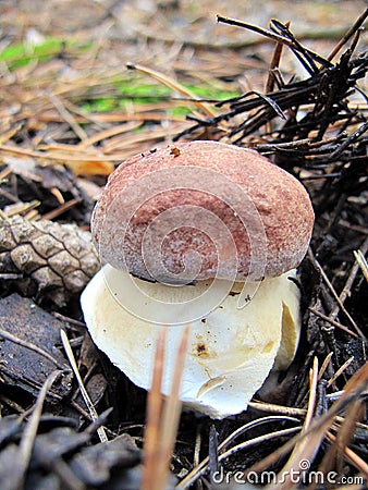 White mushroom. Pine forest Stock Photo