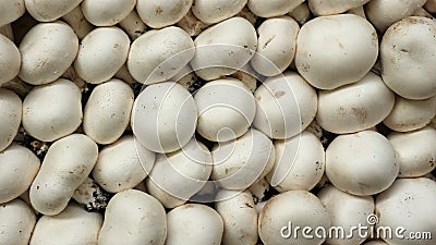 White mushrooms Champignon texture , the scientific name is agaricus bisporus. Food background Stock Photo