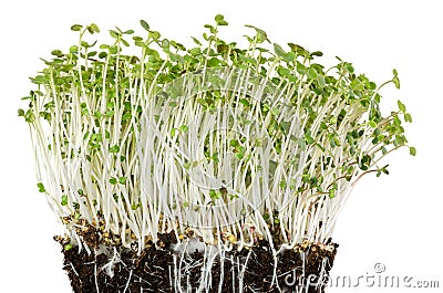 White mustard seedlings in potting compost front view Stock Photo