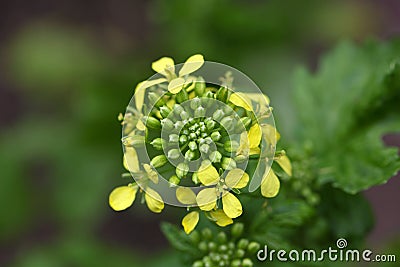 White mustard (Sinapis alba) Stock Photo