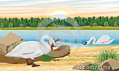 White mute swans swim in the lake and walk along the shore. Wild birds white swan Cygnus olor. Vector Illustration