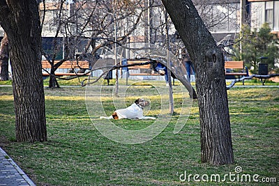 A white muzzled dog walks and plays in the park. Stock Photo