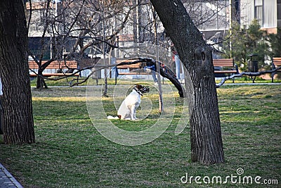 A white muzzled dog walks and plays in the park. Stock Photo