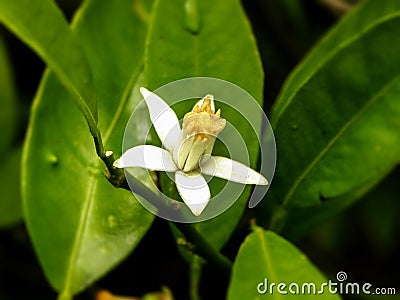 White naartjie flower Stock Photo