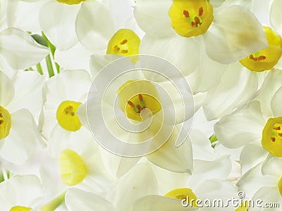 White Narcissi Flowers Stock Photo